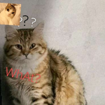 Simba_Cookie