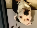 ######## is a dog