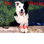 The Working Dogs
