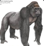 Gorilla Street Official.