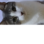 Ittem buyyerr