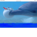 Ryan the super dolphin boy fan club