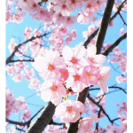Flower 4 - CJF Avengers