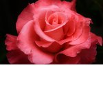 Rose's Restaurant