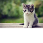 Kitten's group for kittens