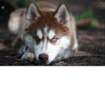 The huskie
