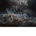 The Calico cat's