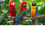 Parrot Squad!!!