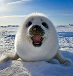 Seal Fanclub