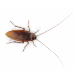 cockroach house