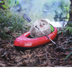 The Hedgy Hedgehogs