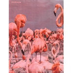 Flamingo groupppppp1