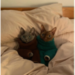 kuffiest