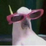 y2k åesthetics