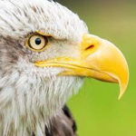 ThE HawkS…