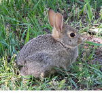 THE BUNNY_CLAN