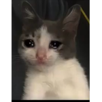 Tguhugtjifgjir