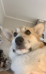 Corgi familie