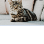 Team Cats Are Life