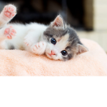 dumbiii_cat Group
