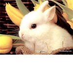 Bunny lovers  :D