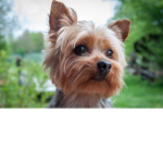 doggies for life x