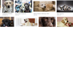 Buddy the puppy :P