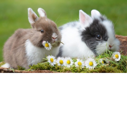 find the bunnys.