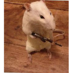 We <3 Ratz
