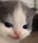 Ogkittems