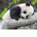 Pandas Are Cool™