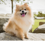 Fluffy dogs are the best
