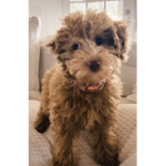 Toy Poodle Group