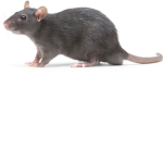 THE RAT POOP SQUAD
