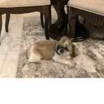 Apex And Gdoggs Group
