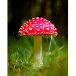 The Mushroom Cult.