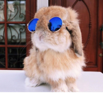 Bunny Developments