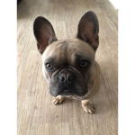 Dog nation group