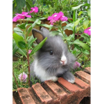 fuzzy bunnies are cool
