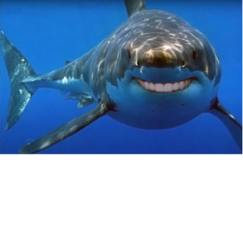 Feed or get eaten by Fin the shark man
