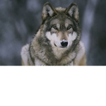 a wolf and duck fan group