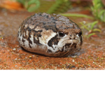 Potato Frogs