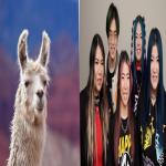LAMMA KREW