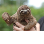 Chip The Sloth Fan Group!