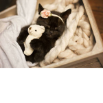 kittyhangout