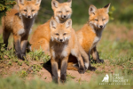 The amazing FOX FAMILY