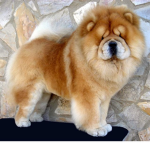 Chow Chow fan Group