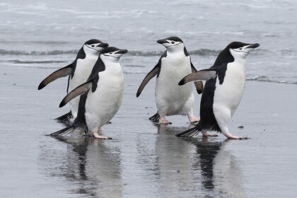 Penguin Run