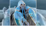 lobter is my frned
