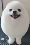 Zefphur